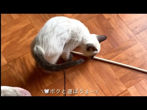 【シャム猫】独特な遊び方をする、生後2ヶ月の赤ちゃん猫 / A kitten with a unique play.
