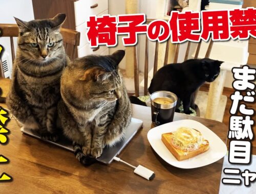 日本一接客態度が悪い猫カフェ