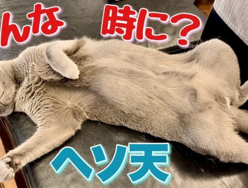 ロシアンブルー | 猫が仰向けになる理由を調べてみました [Russian Blue cat Kotetsu] Investigation why cats lie on their backs