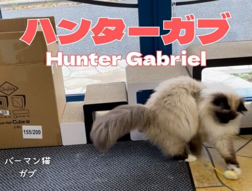バーマン猫ガブ【ハンターガブ】Hunter Gabriel（バーマン猫）Birman/Cat