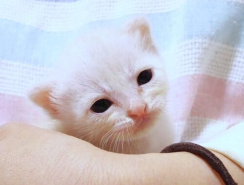 手のひらサイズの小さな子猫はたくさんミルクを飲んで満足そうにゴロゴロ言ってました【赤ちゃん猫　保護猫】