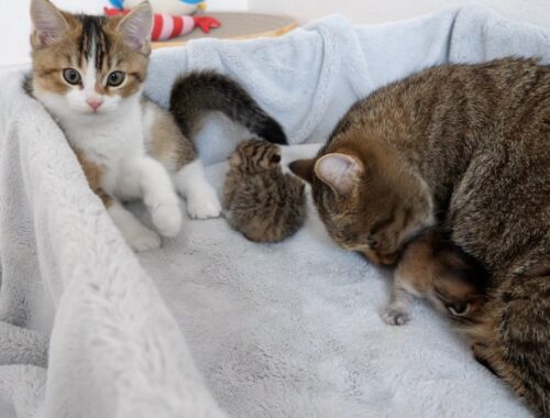 Kitten Nico imitates mother cat to take care of the kitten, but not very well!