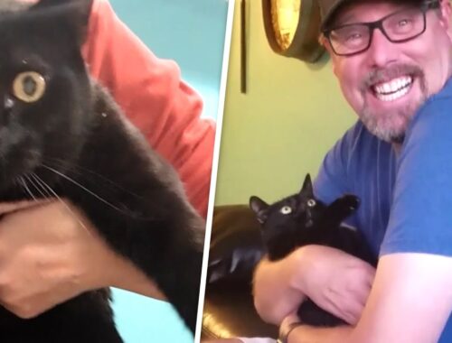 Man steals wife's cat