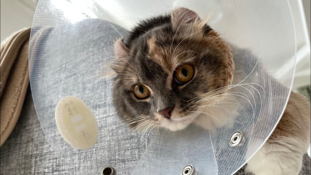 避妊手術後の猫のカラー生活【アメリカンカール】 避妊手術後の猫のカラー生活【アメリカンカール】