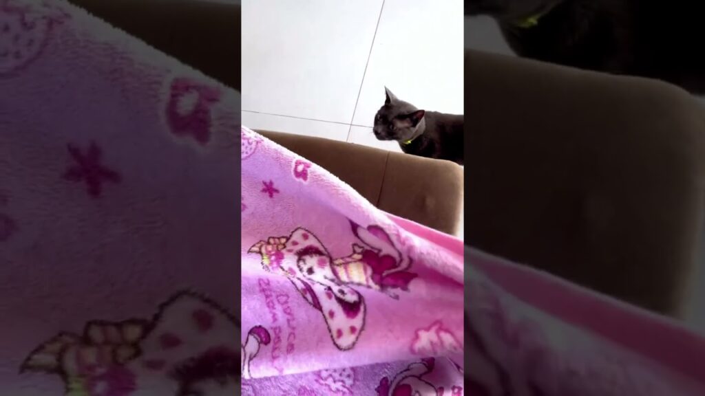 Meu gato fala comigo quando quer sua cobertinha Meu gato fala comigo quando quer sua cobertinha