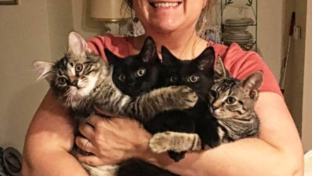 Stray Kittens Sneak Into House To Adopt Family Living There Stray Kittens Sneak Into House To Adopt Family Living There