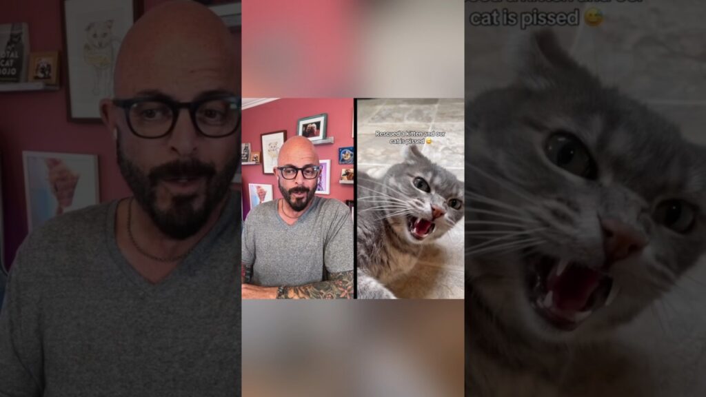 Introducing a new cat or kitten? Check out my videos! #cats #introduction Introducing a new cat or kitten? Check out my videos! #cats #introduction