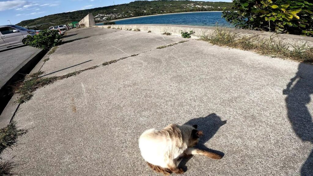 沖縄のきれいな海とシャム猫【猫島】【奥武島】 沖縄のきれいな海とシャム猫【猫島】【奥武島】