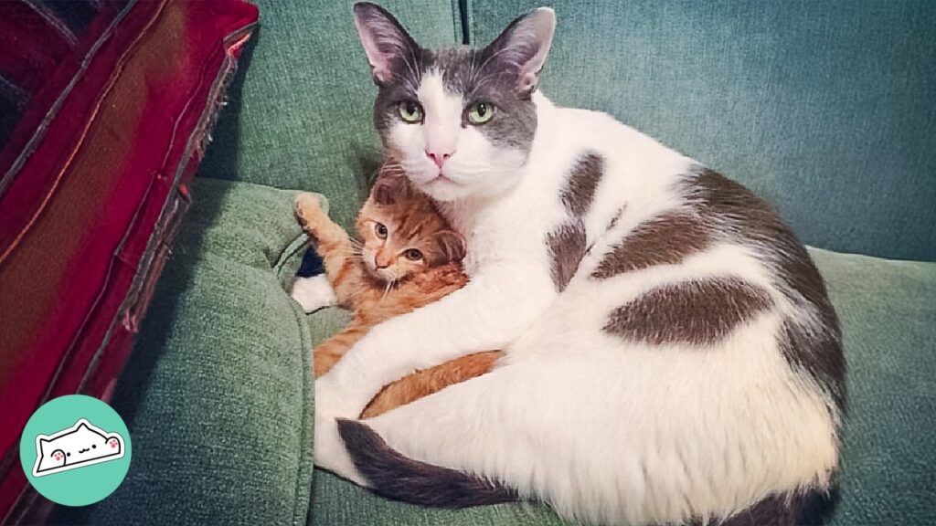 Grandpa Cat Becomes Best Foster Dad For New Kittens | Cuddle Buddies Grandpa Cat Becomes Best Foster Dad For New Kittens | Cuddle Buddies