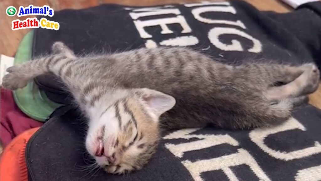 Why Do You Want To Throw Me Away? Kitten Tearfully Accepts Human Indifference