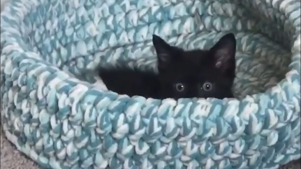 Meet Mickey: The Fearless Manx Syndrome Kitten