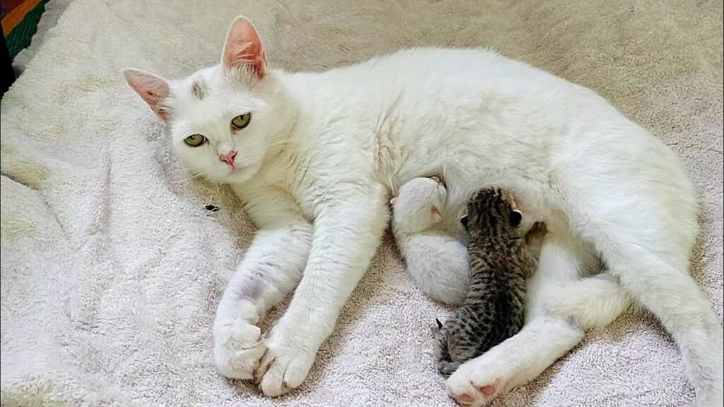 The mother Cat feeding her newborn baby | Baby Kittens Meowing The mother Cat feeding her newborn baby | Baby Kittens Meowing