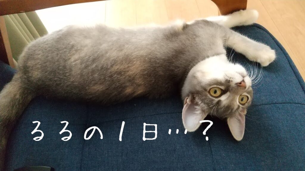 【るるの1日】ルーティンを撮りたかったお母さん…【アメリカンカールの立ち耳の猫るるちゃん】 【るるの1日】ルーティンを撮りたかったお母さん…【アメリカンカールの立ち耳の猫るるちゃん】