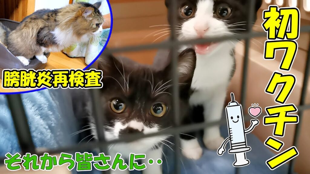 ボス吉の膀胱炎再検査🐈子猫達の初ワクチン🐈それから皆さんに質問があります【仲良し子猫姉妹の成長記録】 ボス吉の膀胱炎再検査🐈子猫達の初ワクチン🐈それから皆さんに質問があります【仲良し子猫姉妹の成長記録】