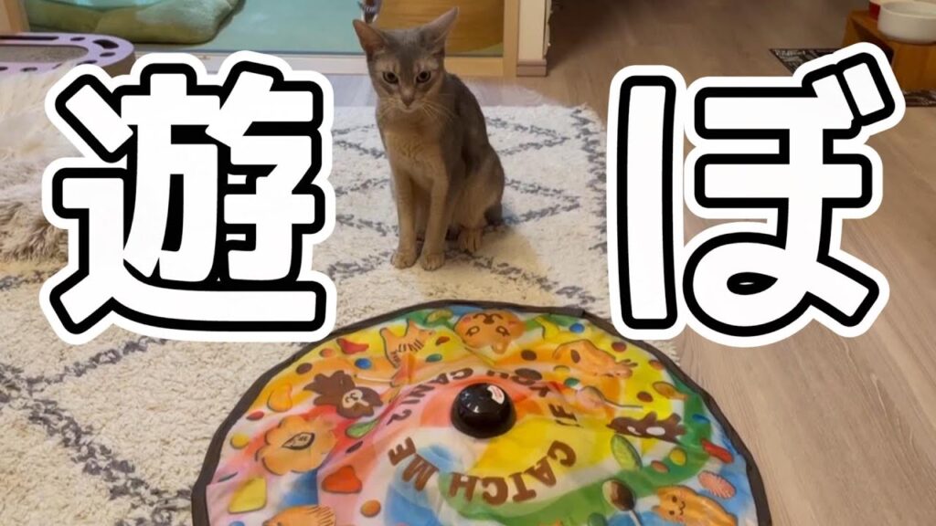キャッチミーイフユーキャンで遊びすぎるうちの猫さん♡ キャッチミーイフユーキャンで遊びすぎるうちの猫さん♡