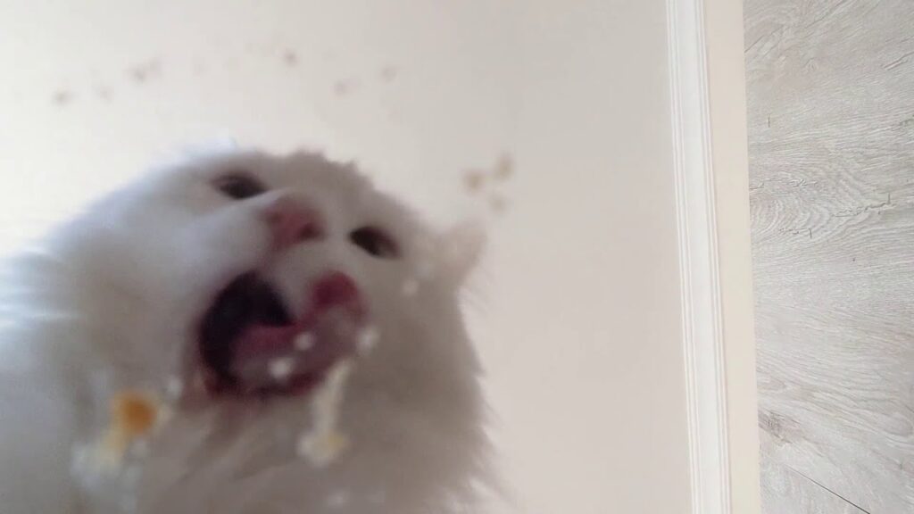 Hungry Turkish Van cat eating dinner