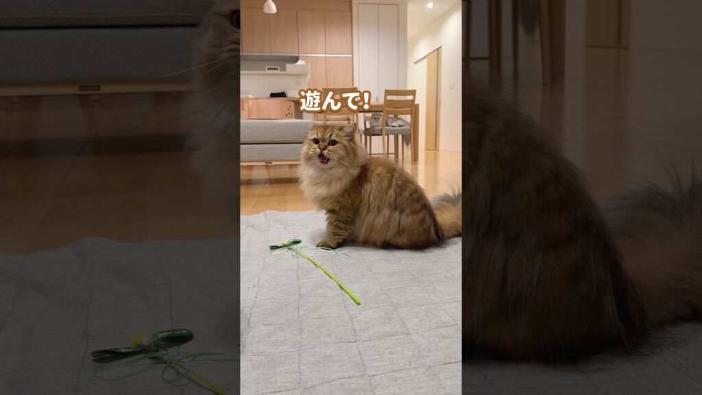 遊んでもらうためにがんばる猫 【サイベリアン】 #Shorts