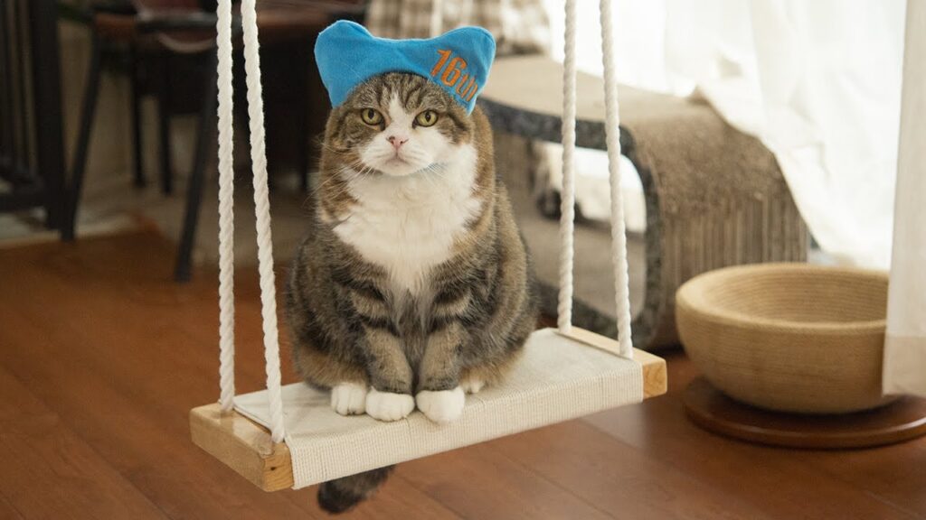 まるです16。-I am Maru 16.- まるです16。-I am Maru 16.-