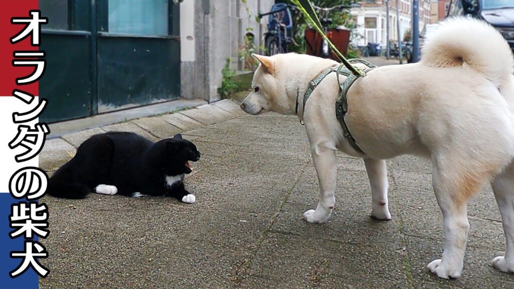 柴犬柿丸 猫には落ち着いて 犬にはつっかかりそうになる柴犬【オランダ / 環境音 / 4K】Kaki-Maru the Shiba Inu 柴犬柿丸 猫には落ち着いて 犬にはつっかかりそうになる柴犬【オランダ / 環境音 / 4K】Kaki-Maru the Shiba Inu