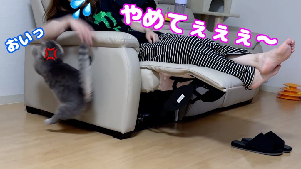 ママがかまちょ猫を無視し続けたらこうなりました笑[マンチカンの銀時]