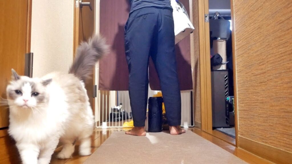 独身男性に付きまとう甘えん坊ラグドール 独身男性に付きまとう甘えん坊ラグドール