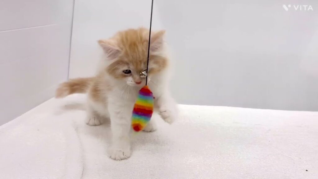 【ノルウェージャンフォレストキャット】元気いっぱい!ノルちゃんの遊びtime「 【ノルウェージャンフォレストキャット】元気いっぱい!ノルちゃんの遊びtime「