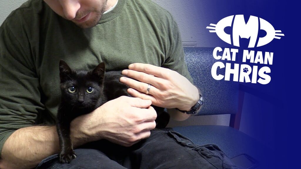 Cute Black Kitten Gets Lucky Life Transformation! Cute Black Kitten Gets Lucky Life Transformation!