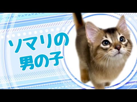 ソマリの子猫 (和歌山) ソマリの子猫 (和歌山)