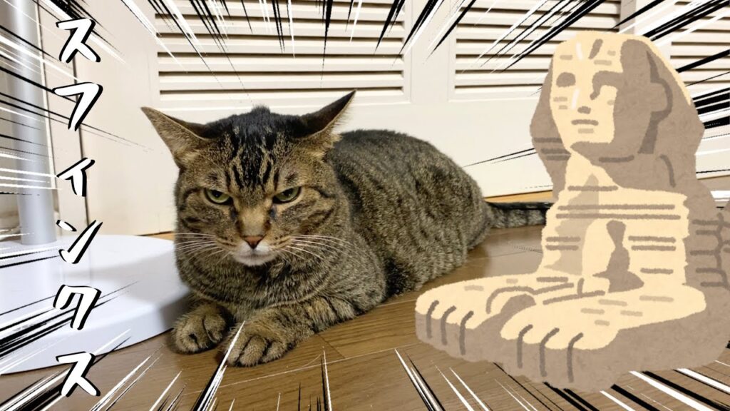 スフィンクスすぎる猫を触ろうとした結果… スフィンクスすぎる猫を触ろうとした結果...