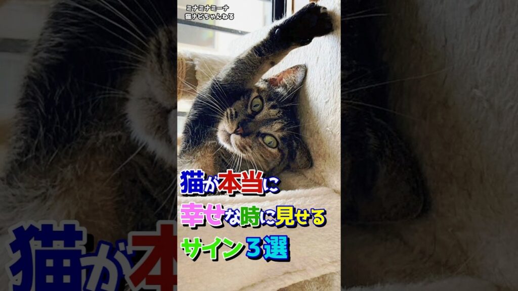 猫が本当に幸せな時に見せるサイン３選 #保護猫 #保護 #猫のいる暮らし