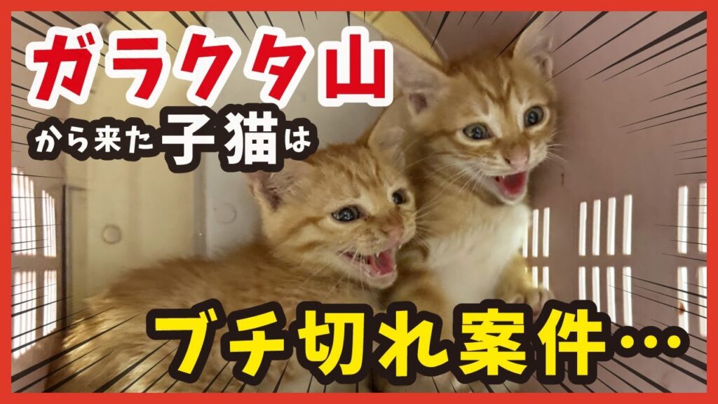 【ガラクタ山で子猫レスキュー】ブチ切れ子猫があなたの心をとろかす瞬間。 【ガラクタ山で子猫レスキュー】ブチ切れ子猫があなたの心をとろかす瞬間。