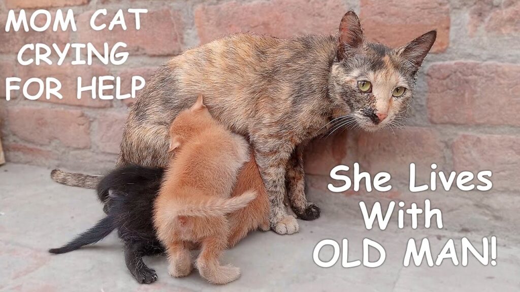 She was Hiding her Kittens from Bully Male Cats on the Roof of an Old Man's House | Abandoned Cat