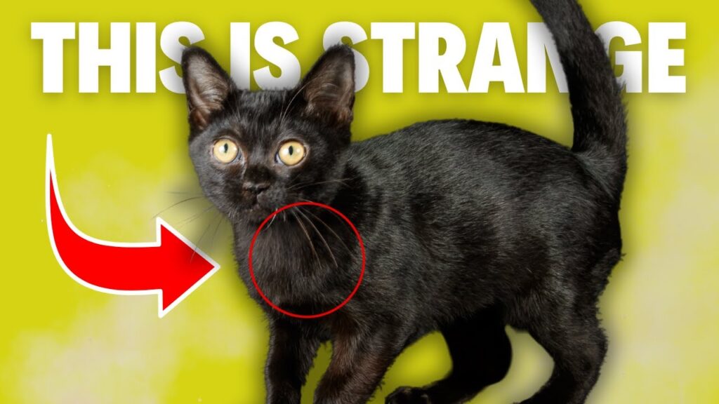 6 Odd Bombay Cat Behaviors Explained 6 Odd Bombay Cat Behaviors Explained
