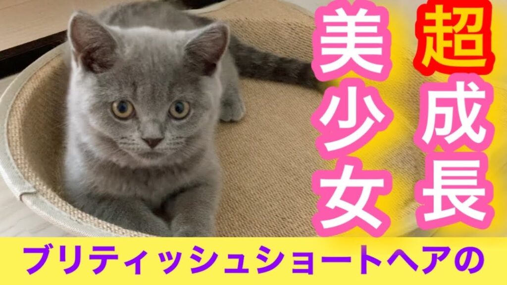 【ブリショ】たった一年でこんなにも成長しました【ブリティッシュブルー】