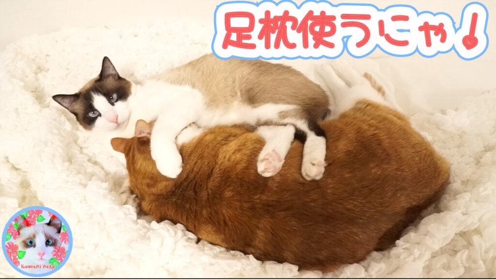 ベッドメイキングしてると必ずやって来る猫には訳があります Cats coming in bed making
