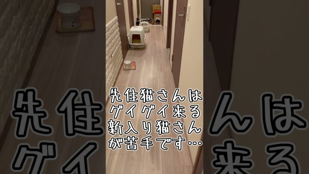 結局はこうなるうちの猫たち #shorts #猫 #アビシニアン 結局はこうなるうちの猫たち #shorts #猫 #アビシニアン
