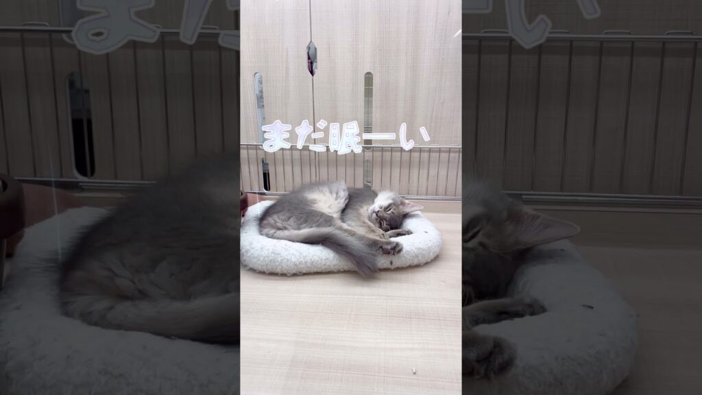 ソマリのおねんねタイム #short #pets #cat #ソマリ #ペットショップ ソマリのおねんねタイム #short #pets #cat #ソマリ #ペットショップ