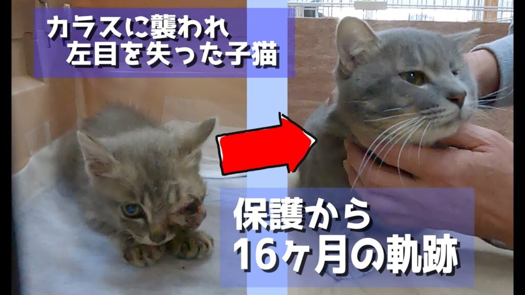 【カラスに襲われ左目を失った子猫】パヤちゃん保護して16ヶ月の軌跡🐈️#保護猫 #cat #kitten
