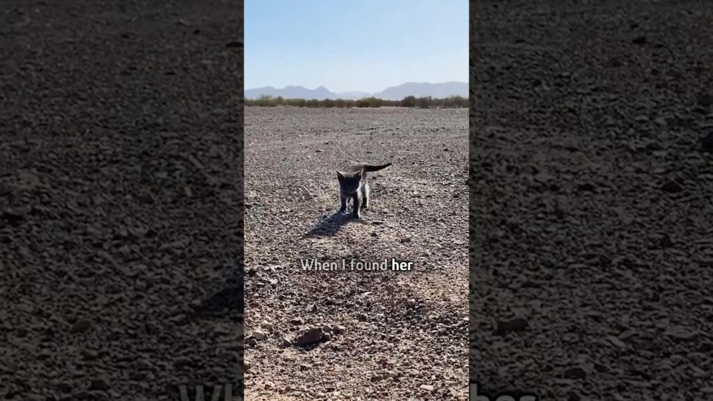 Guy saves a helpless kitten Guy saves a helpless kitten
