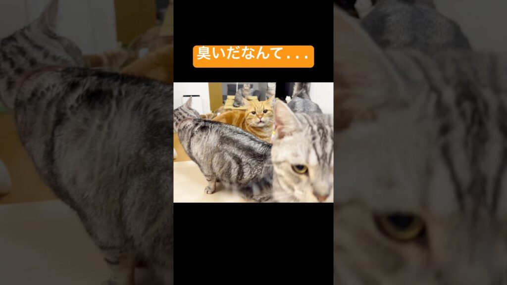 クロのお尻が臭いだなんて... #猫 #マンチカン #shorts