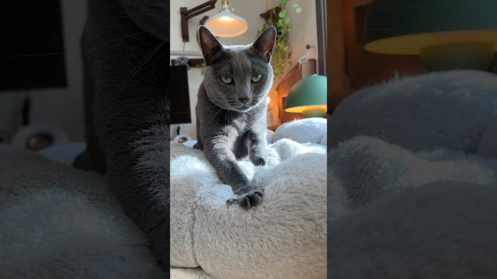 오늘 하루 정말 수고했어요. #고양이 #cat #힐링