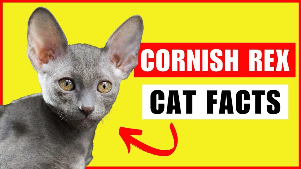 Cornish Rex Cats 101 – Everything You Need to Know! Cornish Rex Cats 101 - Everything You Need to Know!