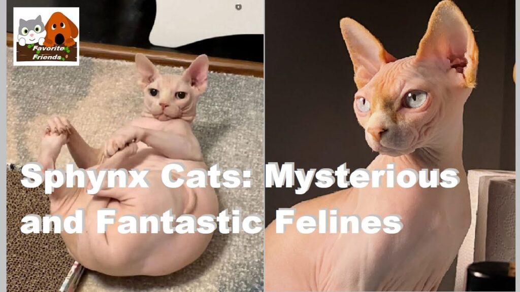 Sphynx Cats: Mysterious and Fantastic Felines Sphynx Cats: Mysterious and Fantastic Felines