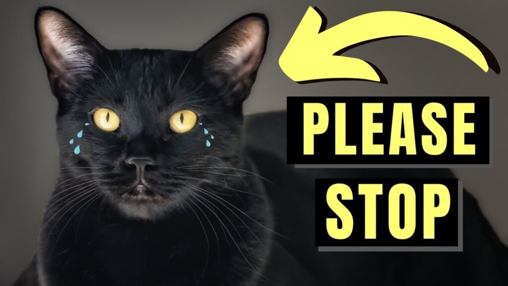 7 Ways You Can Emotionally Hurt Your Bombay Cat 7 Ways You Can Emotionally Hurt Your Bombay Cat