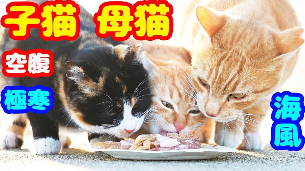 子猫 母猫 空腹と極寒の中で肩よせ合って生きる猫たちにご飯をあげたら・・・ さくらねこへの給餌