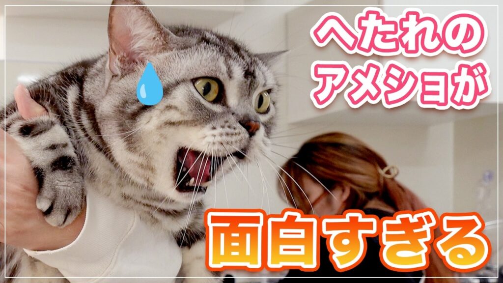 【ディーン】体は大きいのにへたれのアメショが面白すぎる【アメリカンショートヘアー】 【ディーン】体は大きいのにへたれのアメショが面白すぎる【アメリカンショートヘアー】