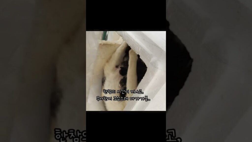 우연히 고양이의 출산을 목격했다.. 그리고 그 후. 1편