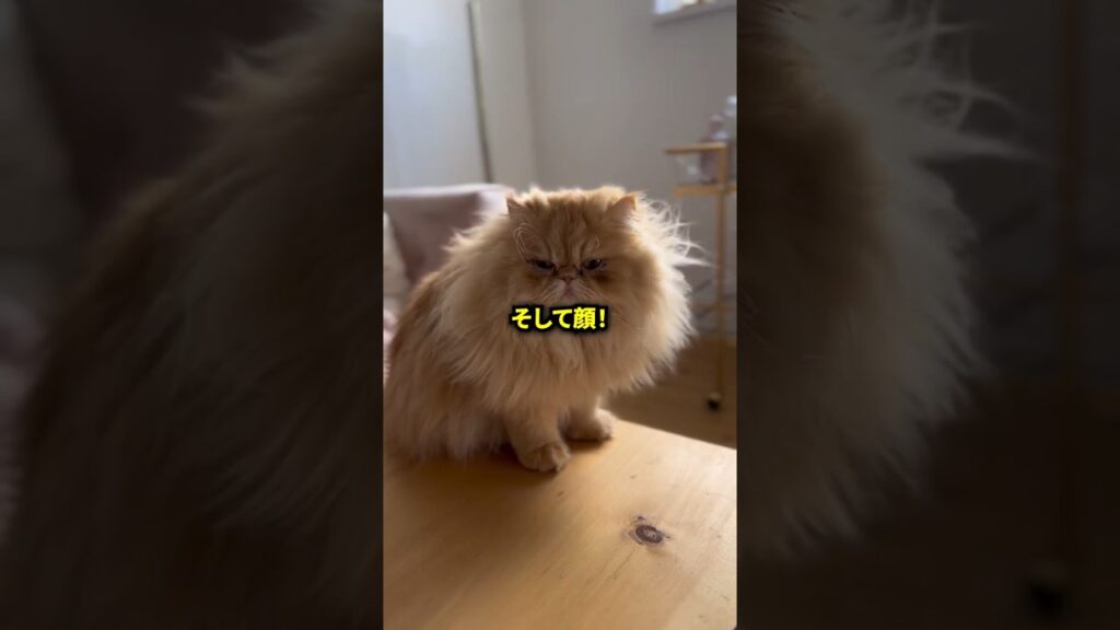 意外と知らないペルシャ猫とチンチラ猫の違いは？