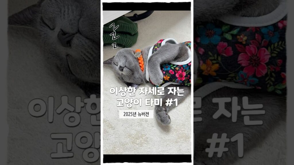 이상한 자세로 자는 고양이 타미#1 (2025 뉴버전 시리즈) #고양이 #러시안블루