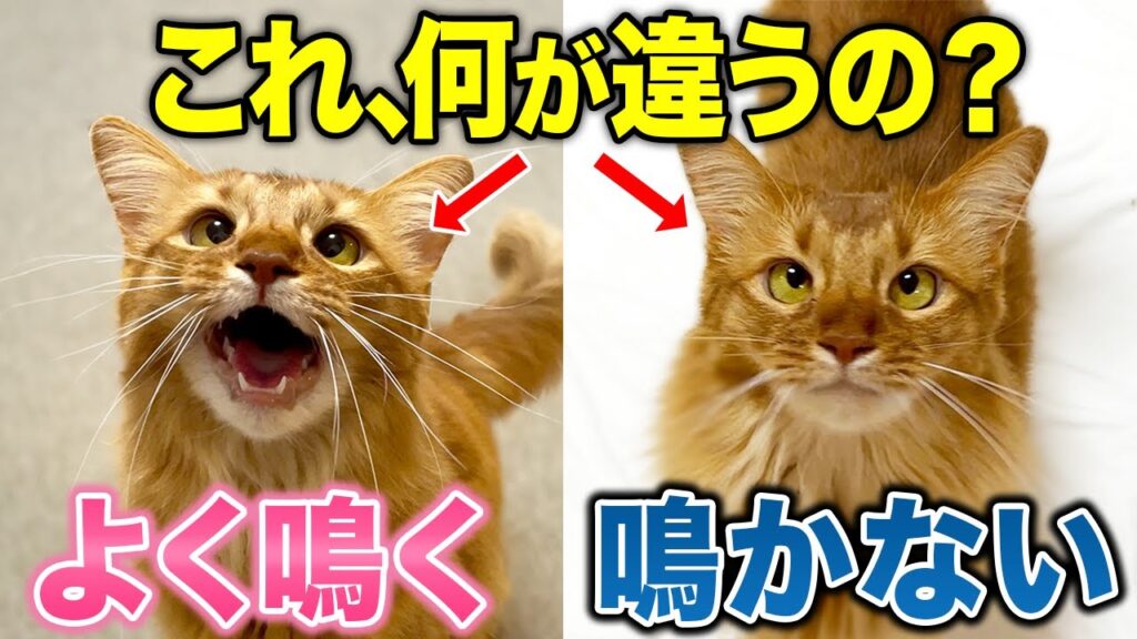 よく鳴く猫とあまり鳴かない猫は何が違うの?【完全解説】 よく鳴く猫とあまり鳴かない猫は何が違うの?【完全解説】